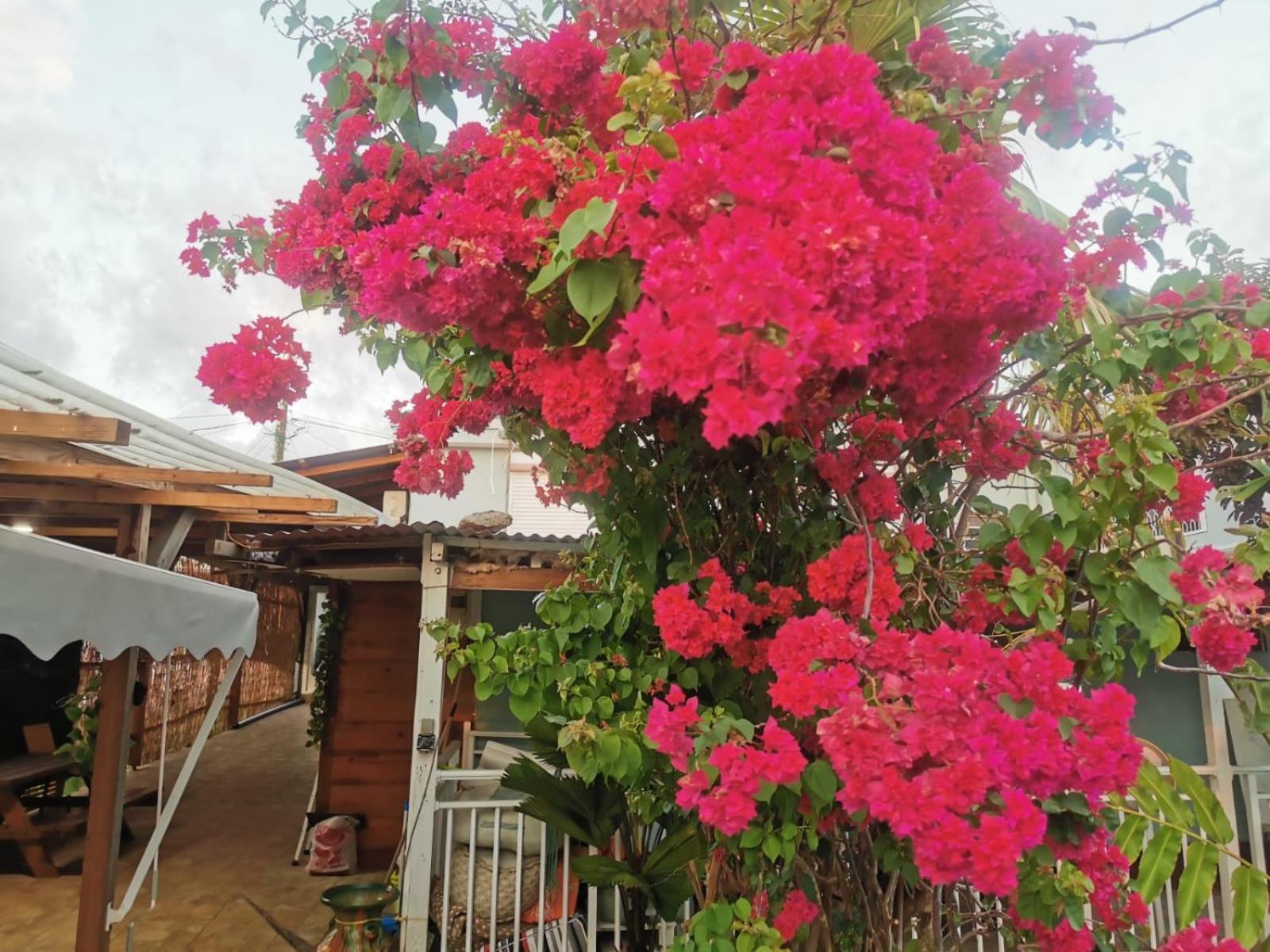 Les Gites Du Sud - O Naturel Gourbeyre ภายนอก รูปภาพ